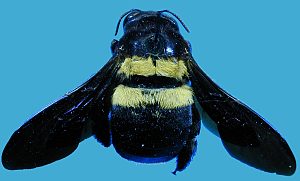 Xylocopa caffra from Africa