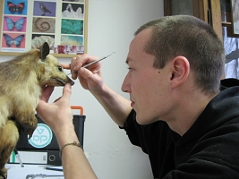 Malte Seehausen beim Restaurieren eines Opossums