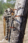 Antipalus varipes with prey, © Wolff
