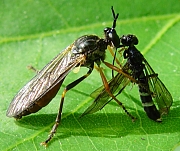 Dioctria hyalipennis with prey, © Wolff