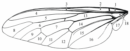 Fig. 7: Wing, cells