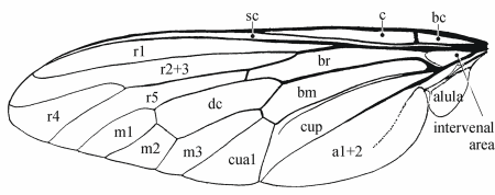 Fig. 8: Wing, cells