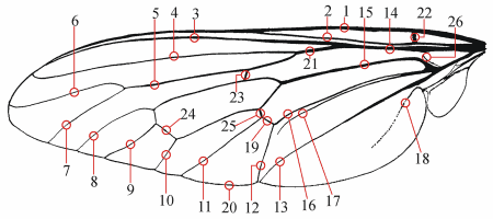 Fig. 7: Wing, veins
