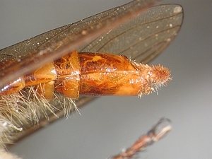 ovipositor lateral