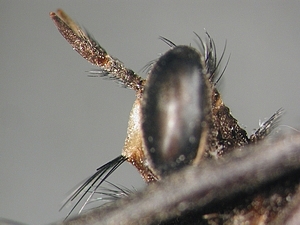 head lateral