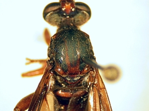 thorax dorsal view