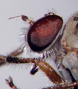 head, lateral view