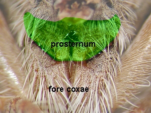 Prosternum fused