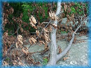 dead oak