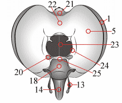 Fig. 1: head, posterior view