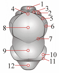 Fig. 1: thorax, dorsal