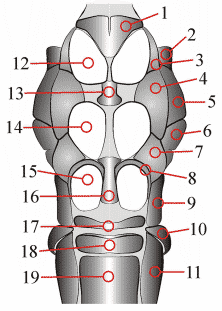 Fig. 3: thorax, ventral