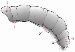 Fig. 1: abdomen, lateral