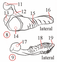 Fig. 2: male genitalia, gonopod