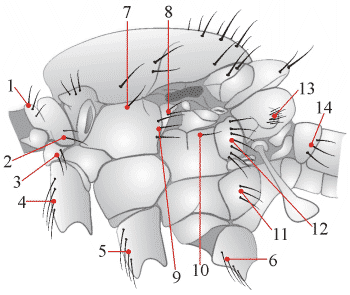 Fig. 4: chaetotaxy, thorax - lateral