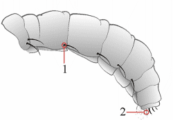 Fig. 7: chaetotaxy, abdomen
