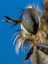head: lateral view