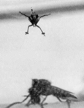 Promachus latitarsatus