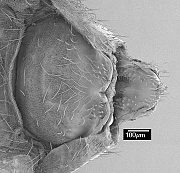 Euscelidia pallasi, ventral - simple