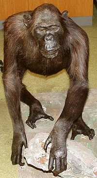 chimpanzee after restrestoration